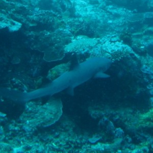 reef shark