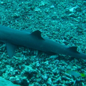 reef shark