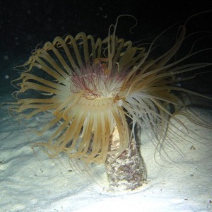 tube anemone