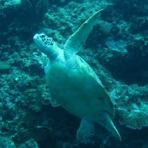 turtle