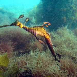 Weedy Sea Dragon