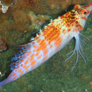 Dwarf Hawkfish  -  Cirrhitichthys falco