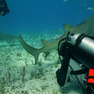 TIGER BEACH BAHAMAS