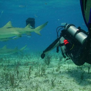 TIGER BEACH BAHAMAS