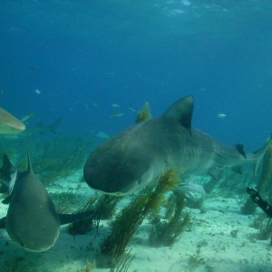 TIGER BEACH BAHAMAS