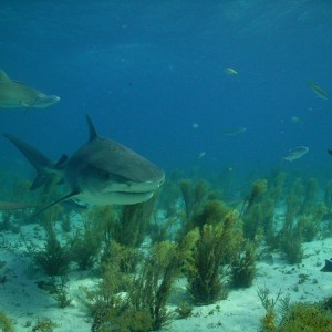 TIGER BEACH BAHAMAS