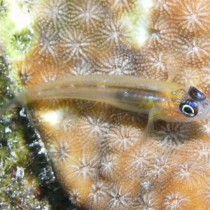 Bridled Goby