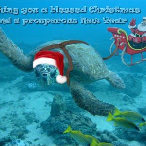 Turtle_Greetings