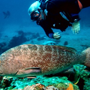 Mark_Rayor_with_Broomtail_Grouper_low_res