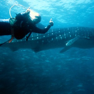 Mark_Rayor_with_whale_shark