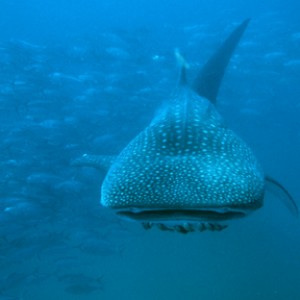 Whale_Shark2