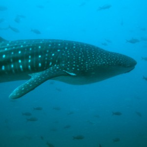 Whale_Shark_21