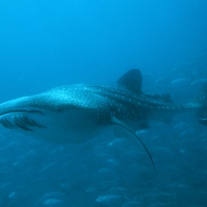 Whale_Shark_31