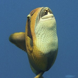 Titan Triger Fish
