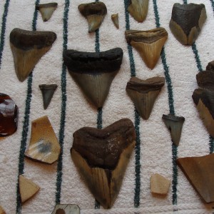 NC Fossil Shark teeth & Artifacts