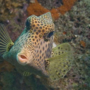 spotted_trunkfish_Bonaire_N