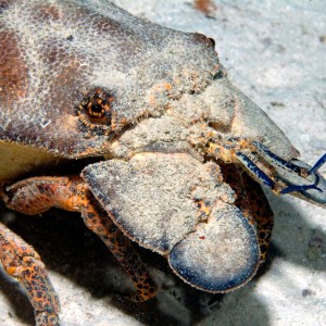 Slipper Lobster