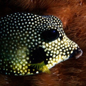 Smooth Trunk Fish