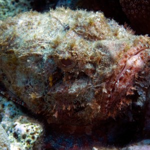 Scorpion Fish