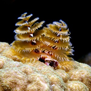 Christmas Tree Worms