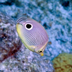 Four-Eyed Butterflyfish