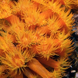 Orange Cup Corals