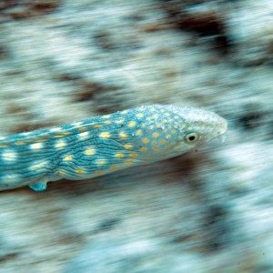 Sharptail Eel