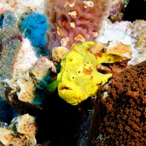 Frogfish