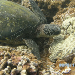 Turtle off Ka'anapali beach on Maui Dec08