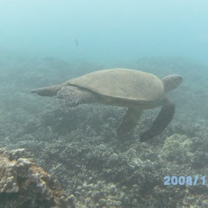 Turtle swiming off Ka'anapali beach, Maui