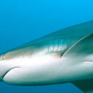 Black-tipped Reef Shark