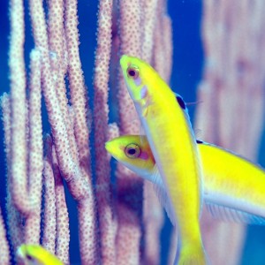 Blueheaded Wrasses