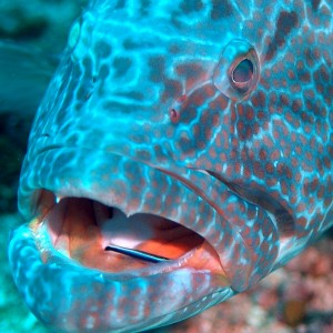 Grouper dental visit by Wrasse