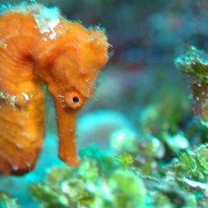 Sea Horse