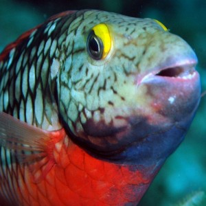 Stoplight Parrotfish