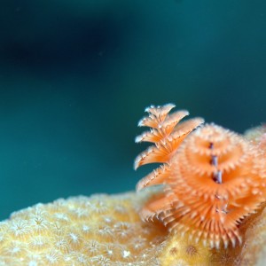 Christmas Tree Worms