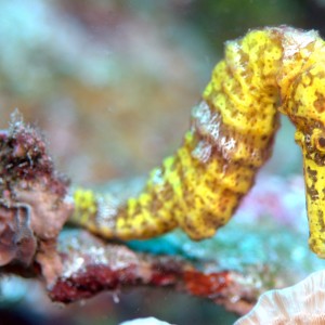 Sea Horse