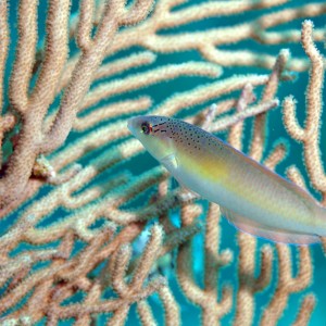 Rainbow Wrasse