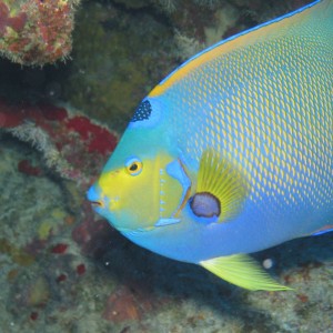 Queen Angelfish