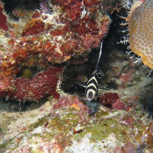 Head on view of a Spotted Drum