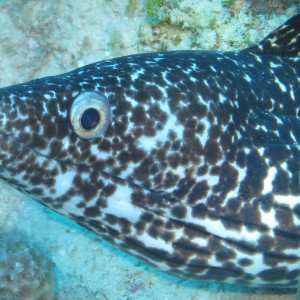 Spotted Moray Eel