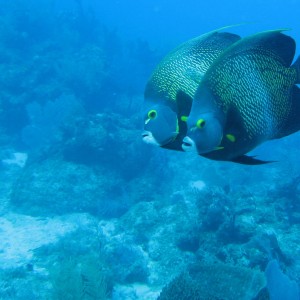 French Angelfish