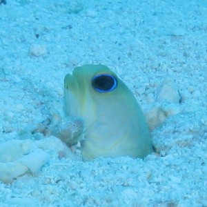 Yellowheaded Jawfish