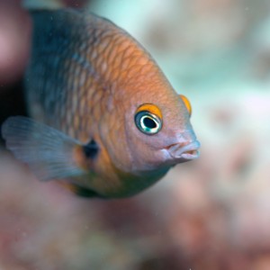 Threespot Damselfish