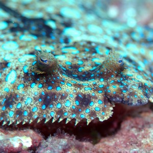 Peacock Flounder