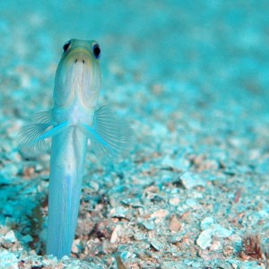 Yellow-headed Jawfish