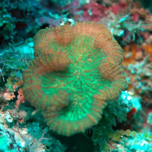 Coral