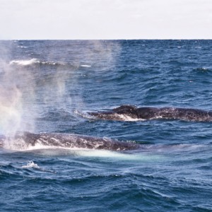 Sardine Run