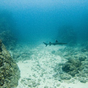 Whitetip sharks at Isla del CaÃ±o - Costa Rica