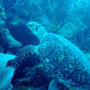 hawksbill turtle